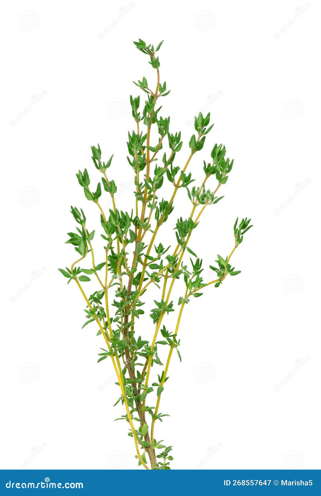Thyme on white stock image. Image of food, condiment 268557647
