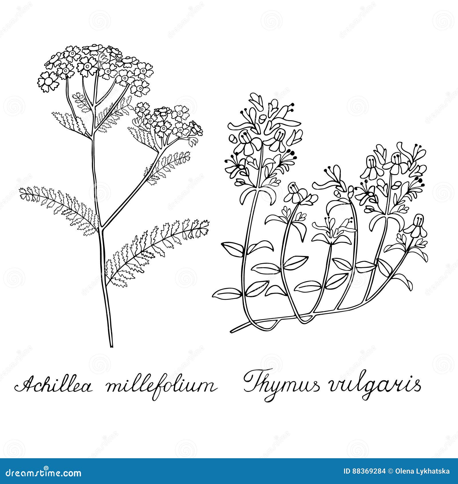 Thyme Yarrow Hand Drawn Sketched Illustration. Doodle Graphic Stock ...