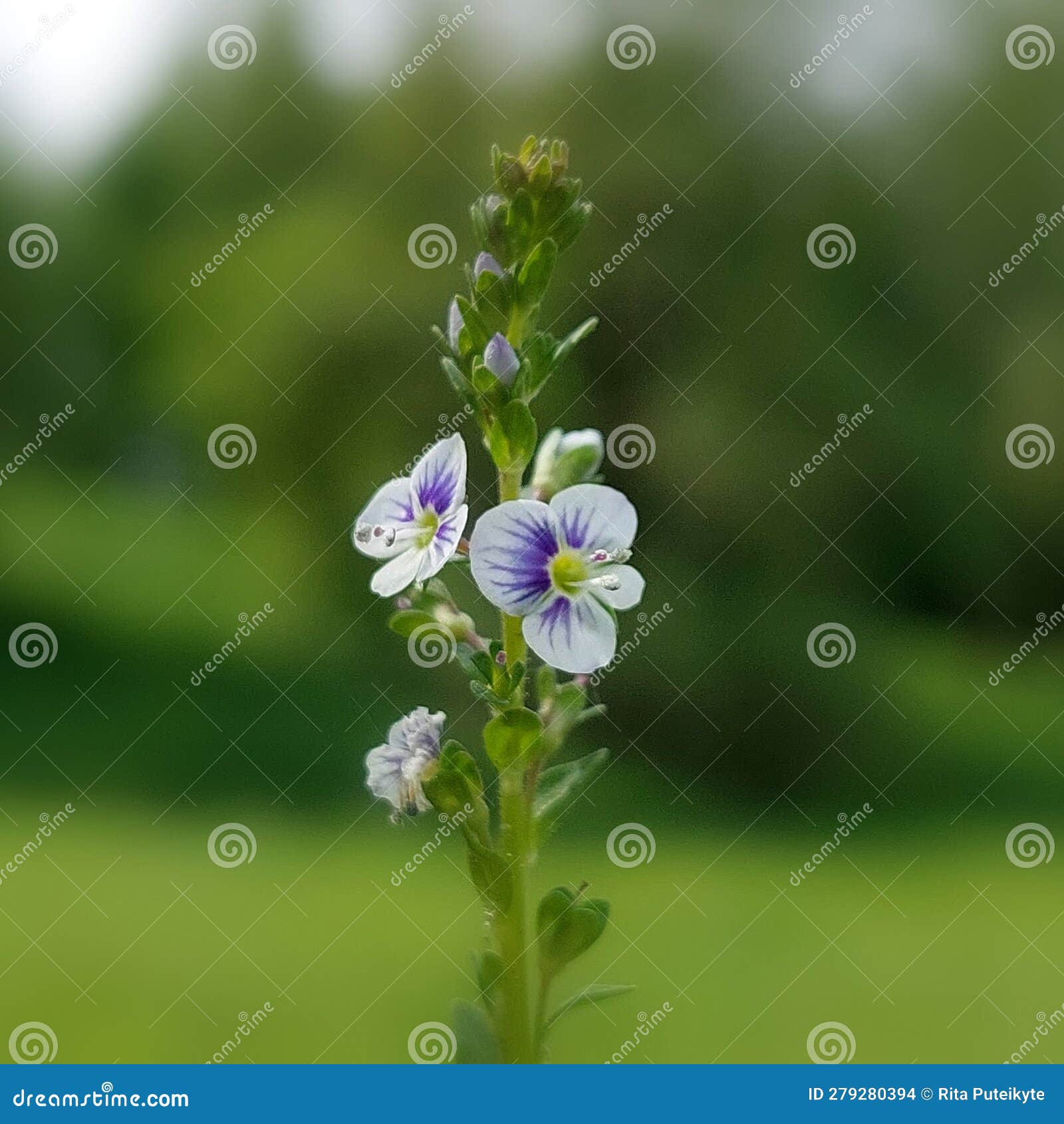 Thymeleaf Speedwell (Veronica Serpyllifolia) Stock Photo Image of