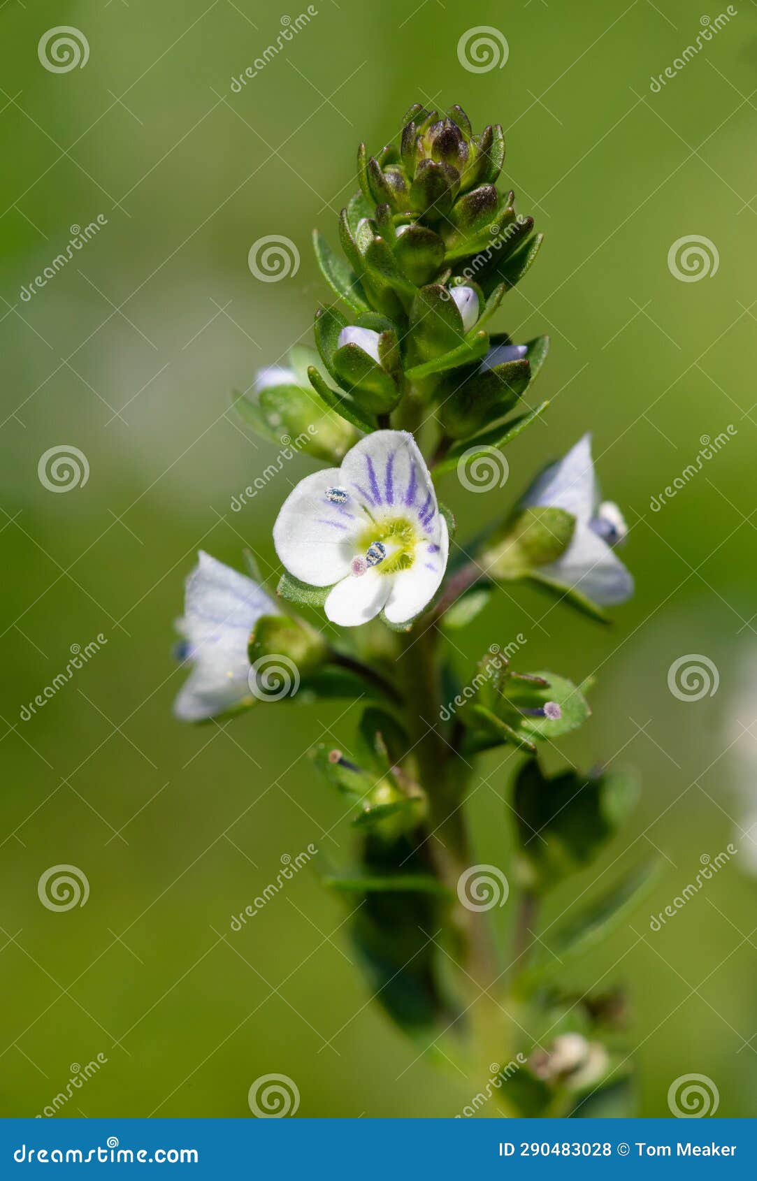Thymeleaf Speedwell (veronica Serpyllifolia) Flower Stock Photo Image