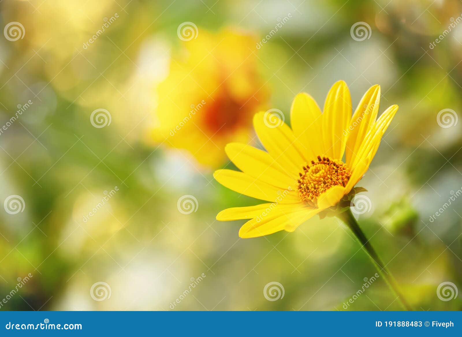 thymophyllia, yellow flowers, natural summer sunny background, blurred image with bokeh lights