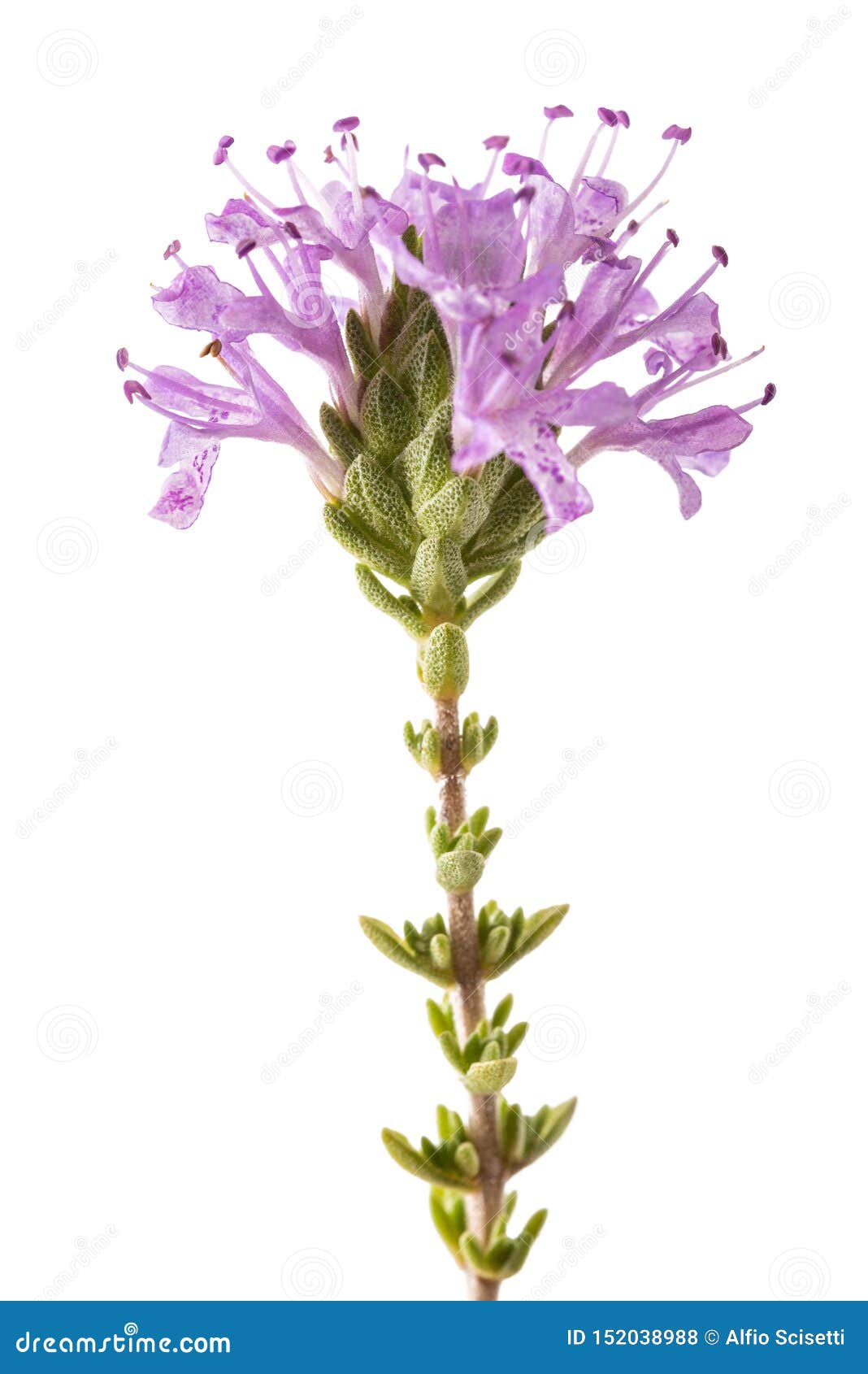 Thymus capitatus stock photo. Image of conehead, seasoning 152038988