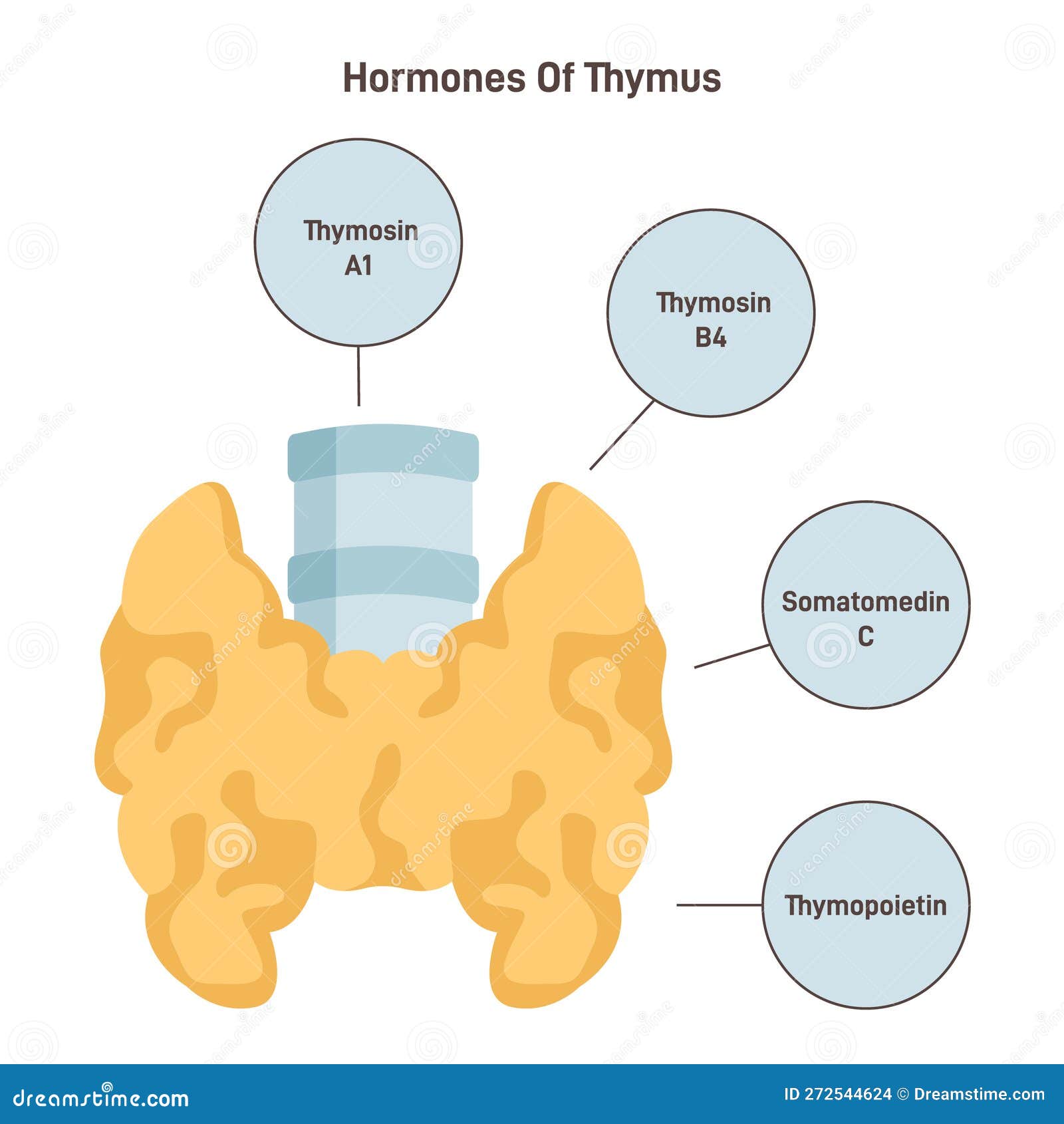 Top 30+ Photos what hormones does the thymus gland secrete Completed Top 30+ Photos what hormones does the thymus gland secrete Completed