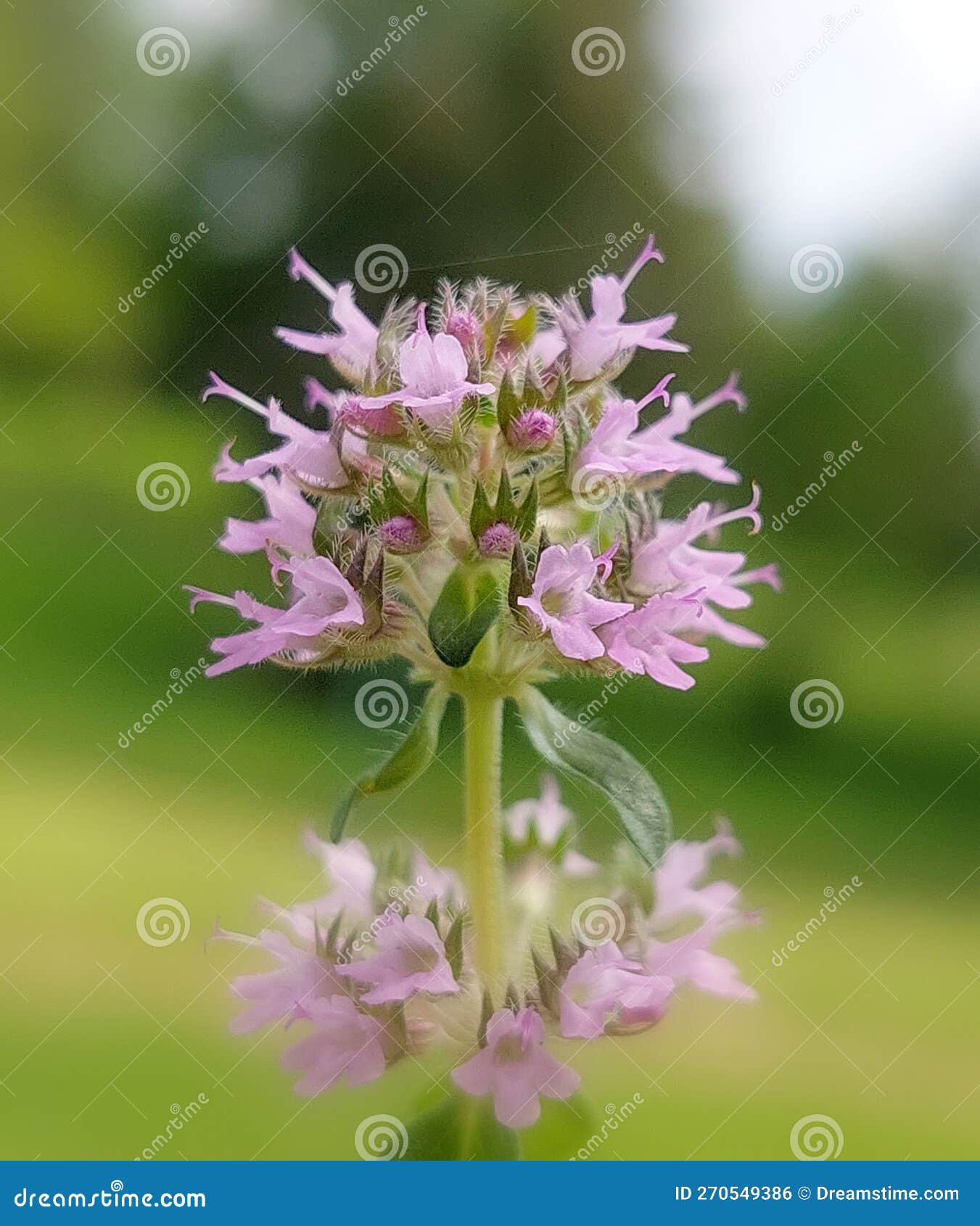 thymus pulegioides
