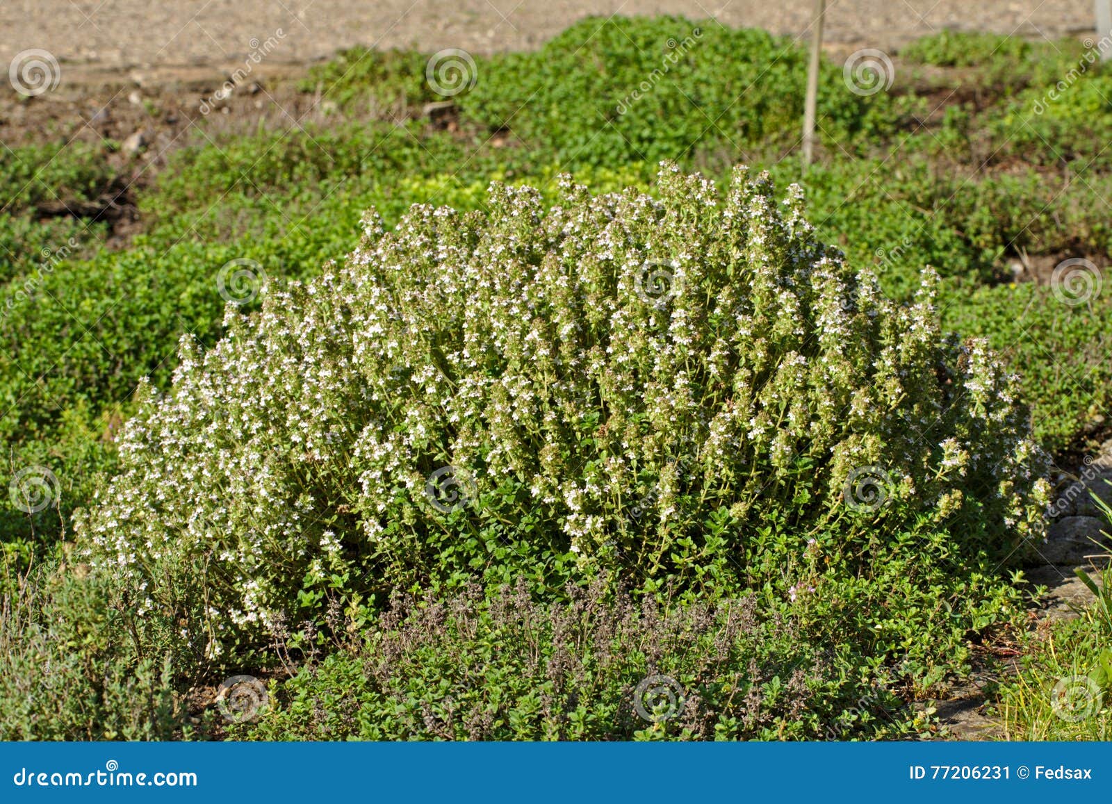 Thymus Vulgaris Common Thyme Stock Image Image of garden, thymus