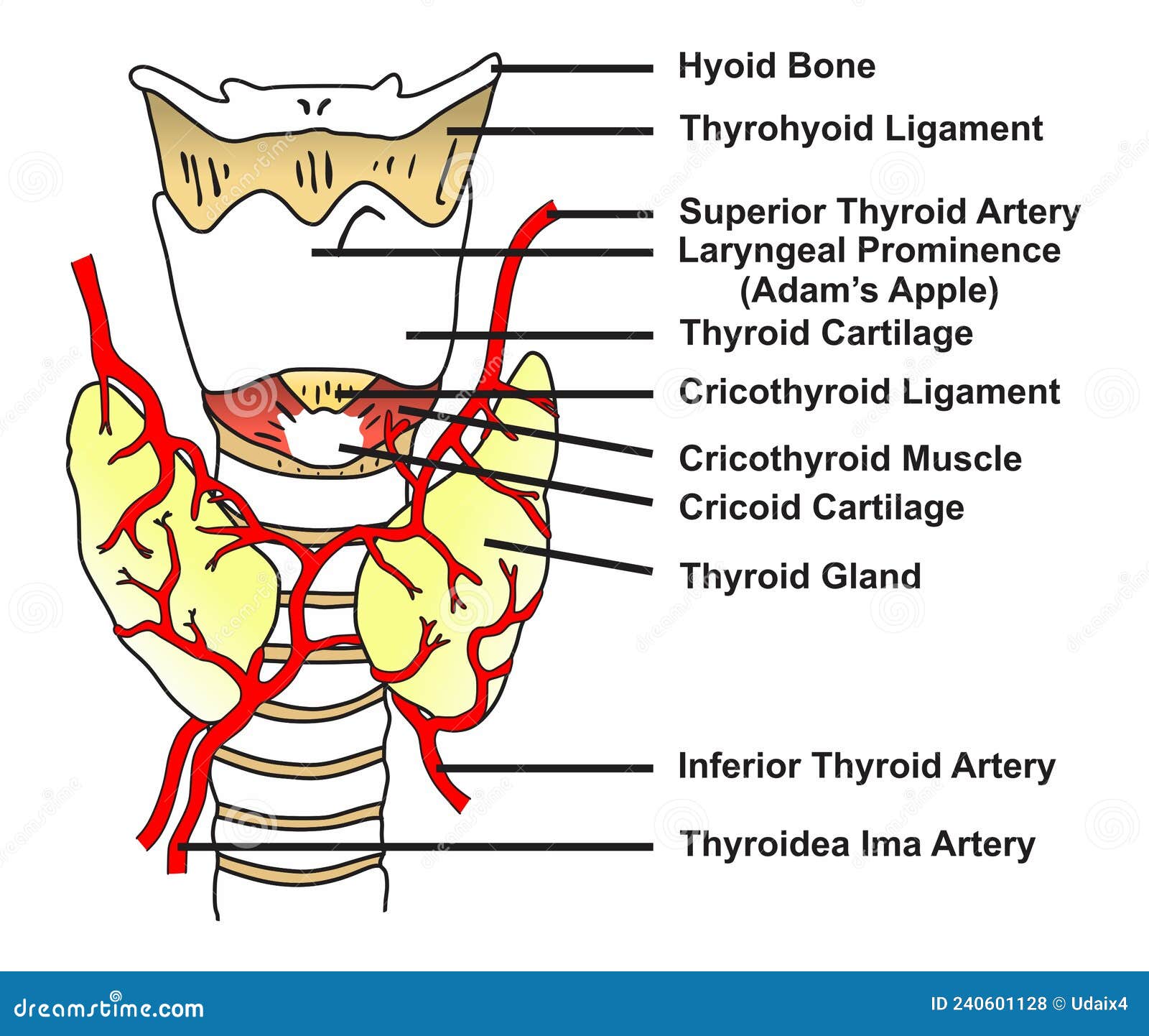 Thyroid Gland Anatomy Infographic Diagram Structure And Parts Vector Biology Diagrams