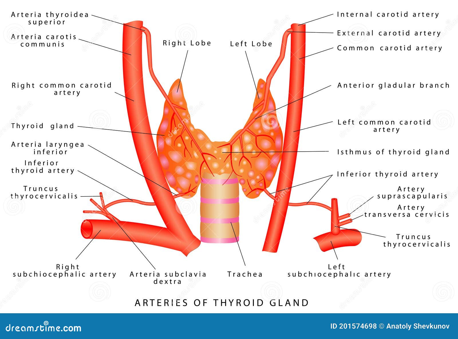 Артерии щитовидной железы. Нижняя щитовидная артерия. Верхняя артерия щитовидной железы.