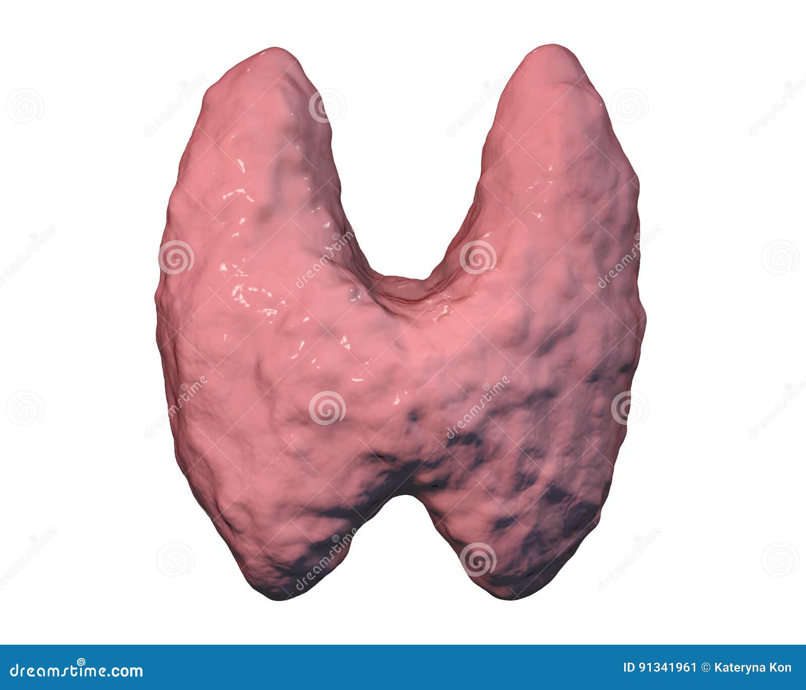 Thyroid Gland, Illustration Stock Illustration Illustration of