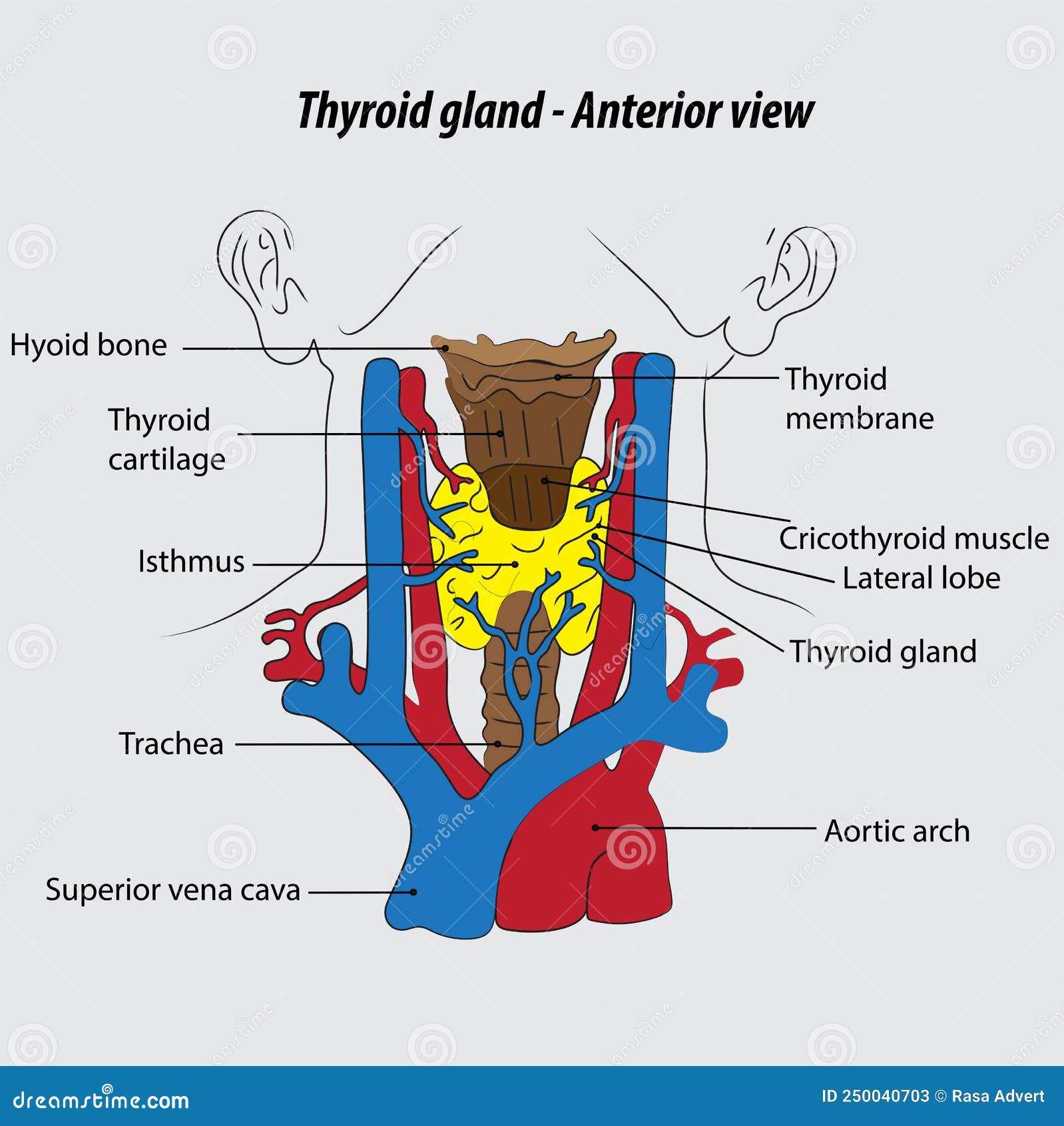Thyroid Gland Labeled Diagram Thyroid Gland Vector Drawing Illustration