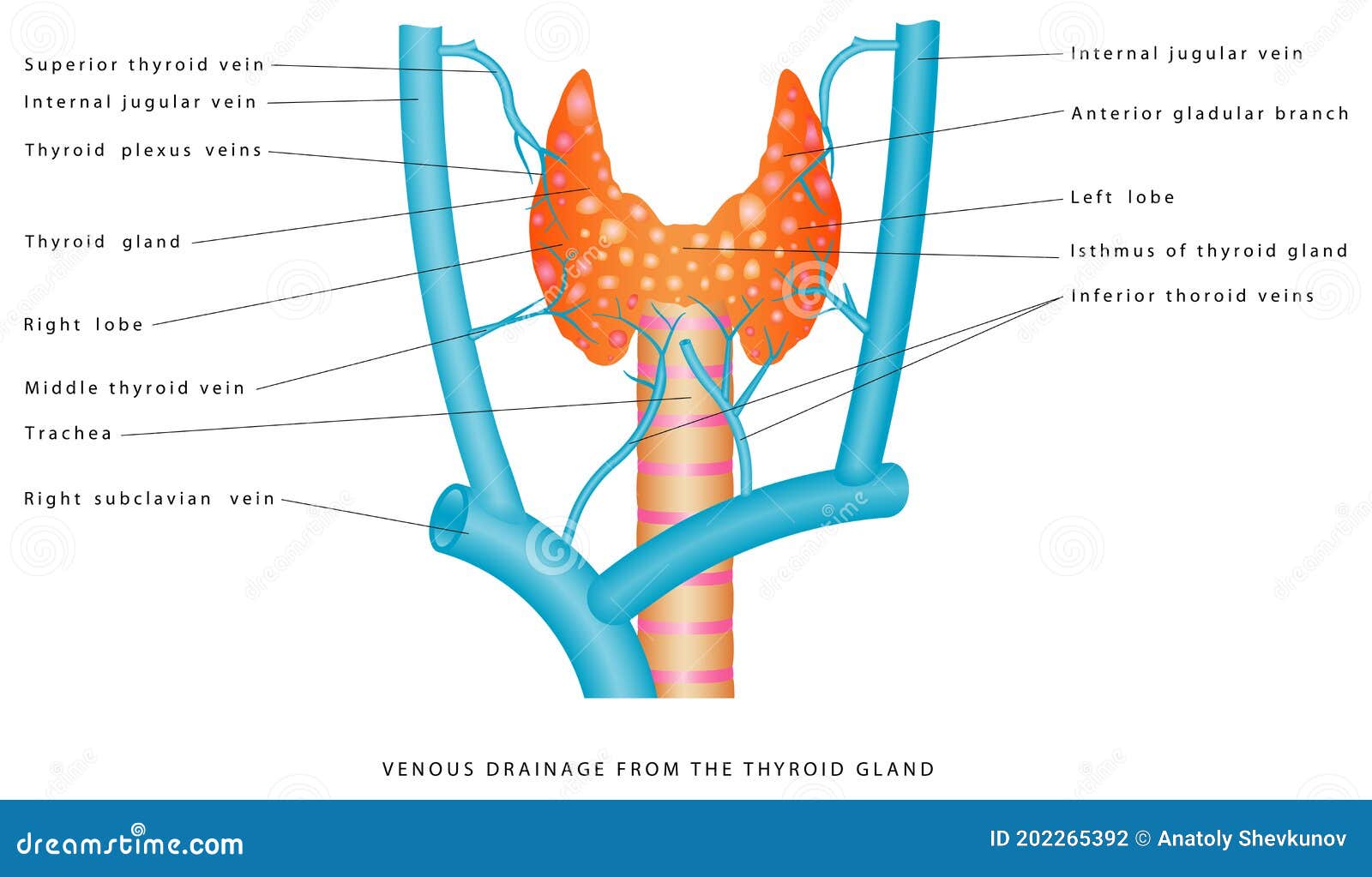 Thyroid Gland veins stock vector. Illustration of anatomy 202265392