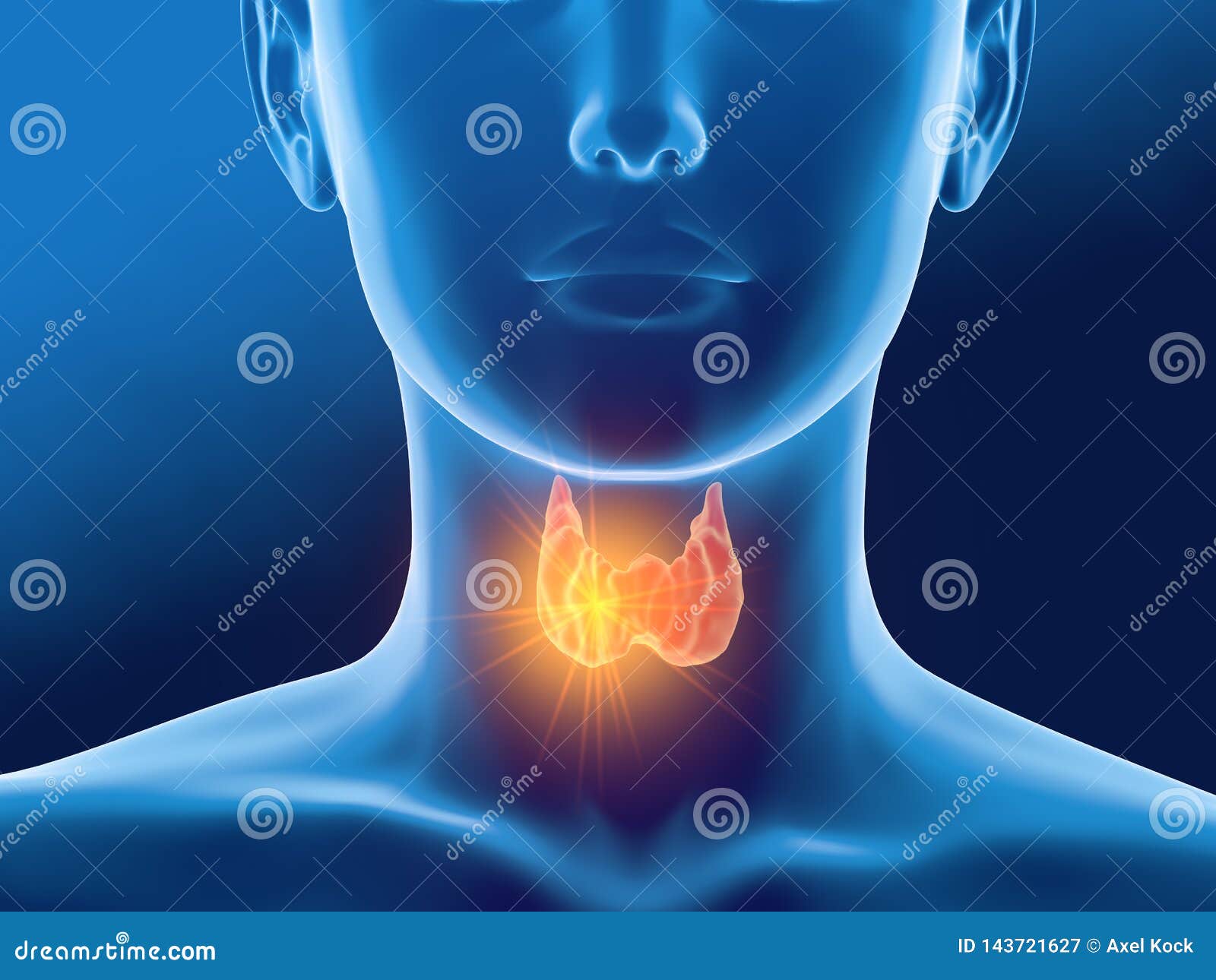 thyroid gland of a woman, medically 3d  on blue background