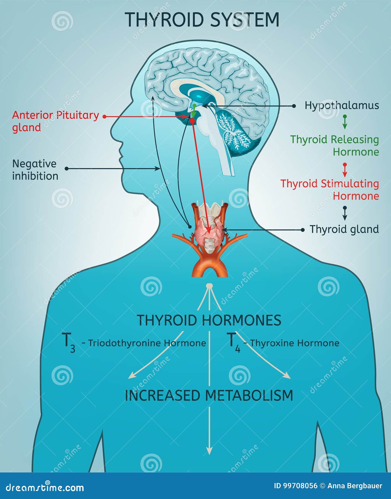 Thyroid System Poater stock vector. Illustration of organ ... the human body diagram of throat 