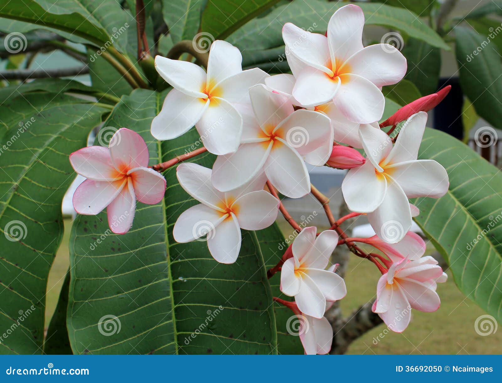 Tiare Flower, Tropical Flowers, Frangipanier Stock Photo - Image of tiara,  islands: 36692050