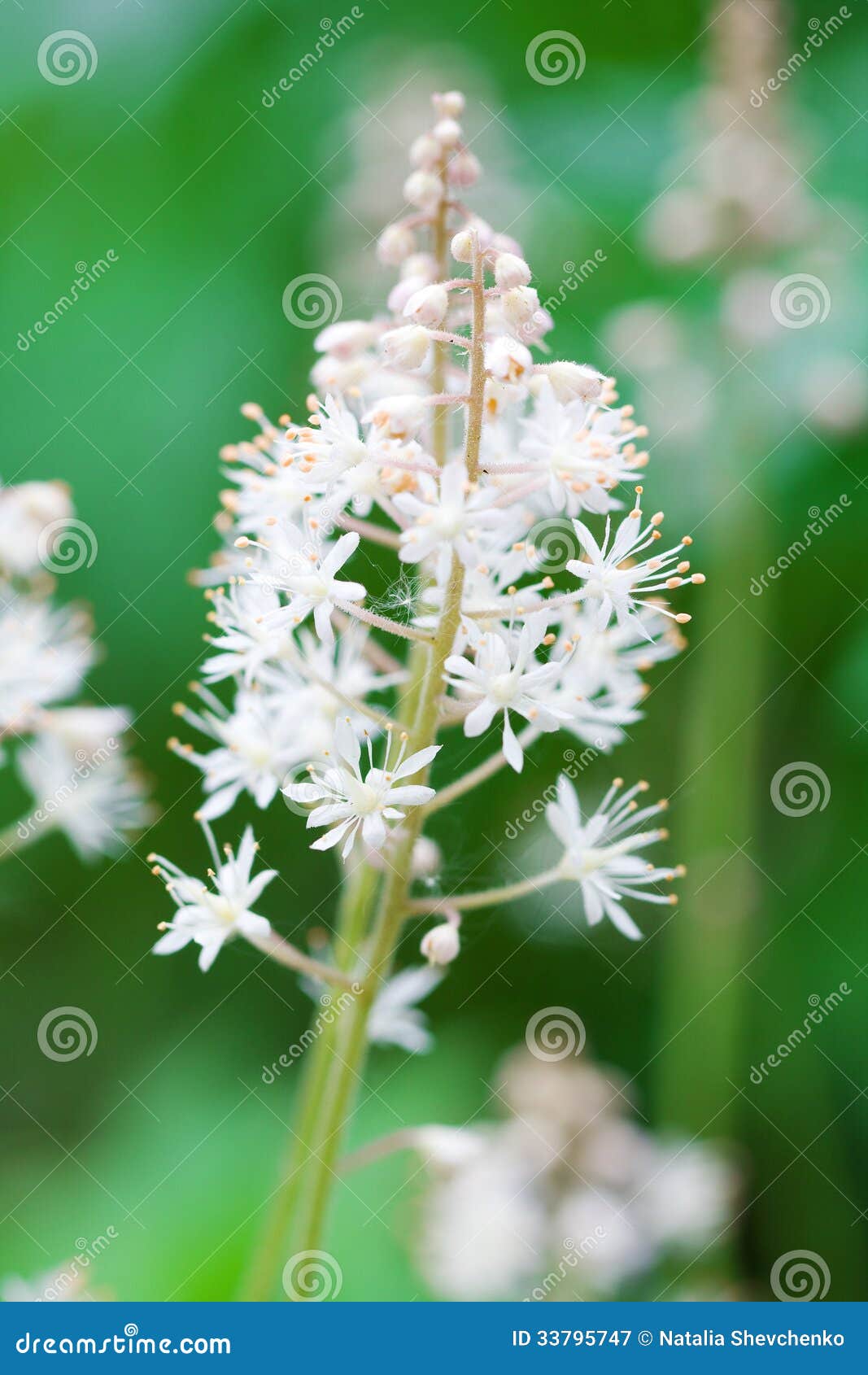 tiarella cordifolia