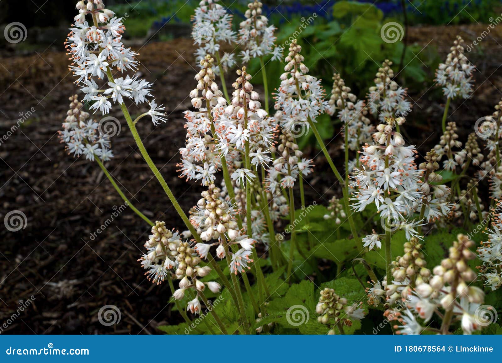 tiarella cordifolia or heartleaf foamflower on a cloudy day.