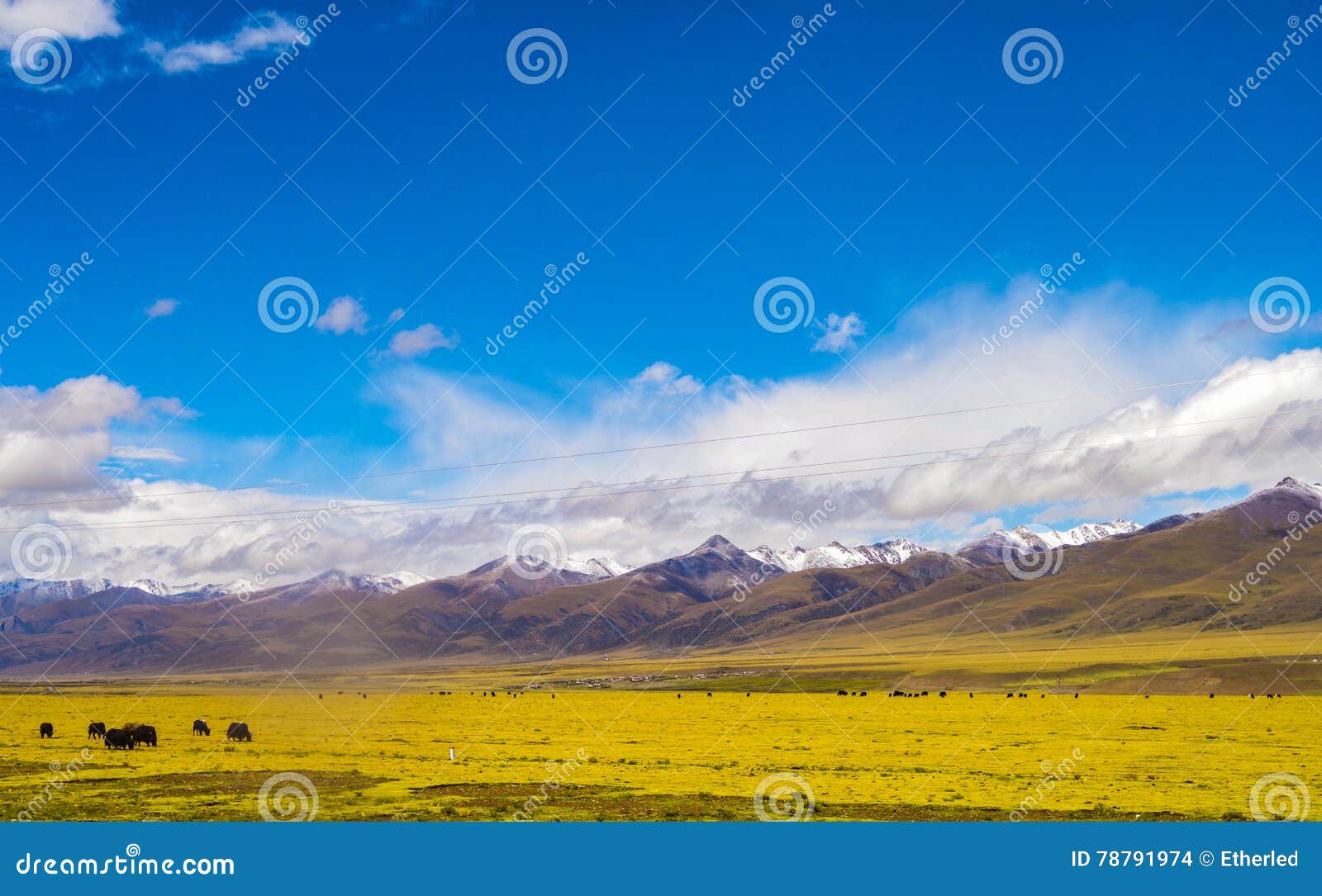 Tibet plateau stock photo. Image of qinghai, meadow, grassland - 78791974