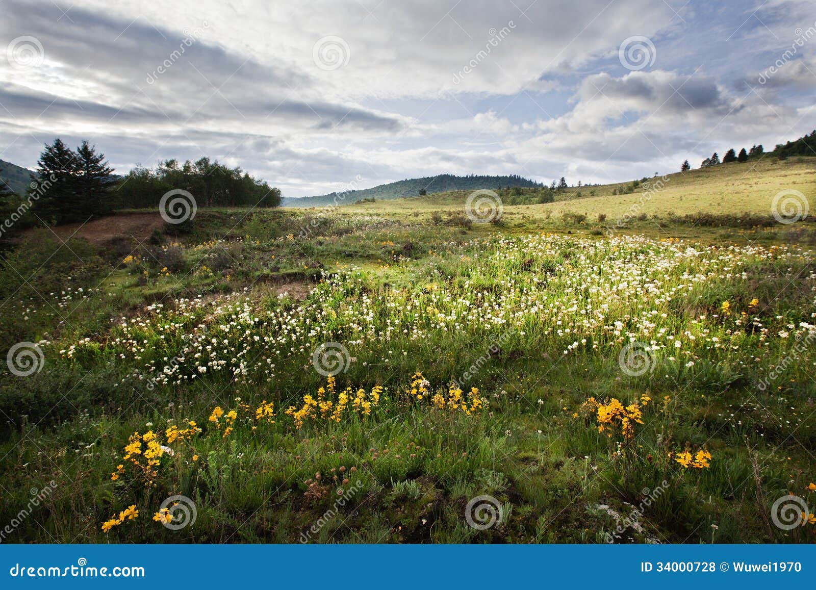 tibetan alpine grassland