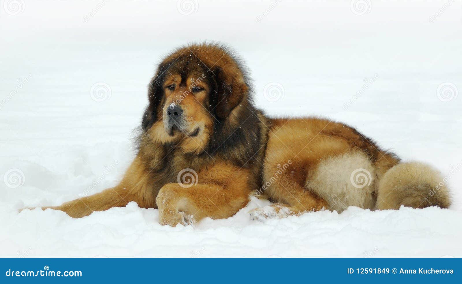 tibetan mastiff