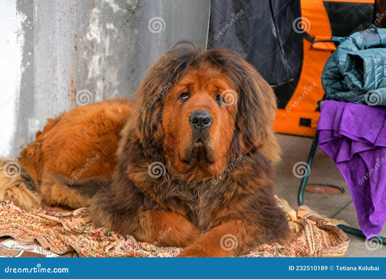 Tibetan Mastiff Puppy of Red Color Close-up. Stock Image - Image of funny,  themes: 232510189