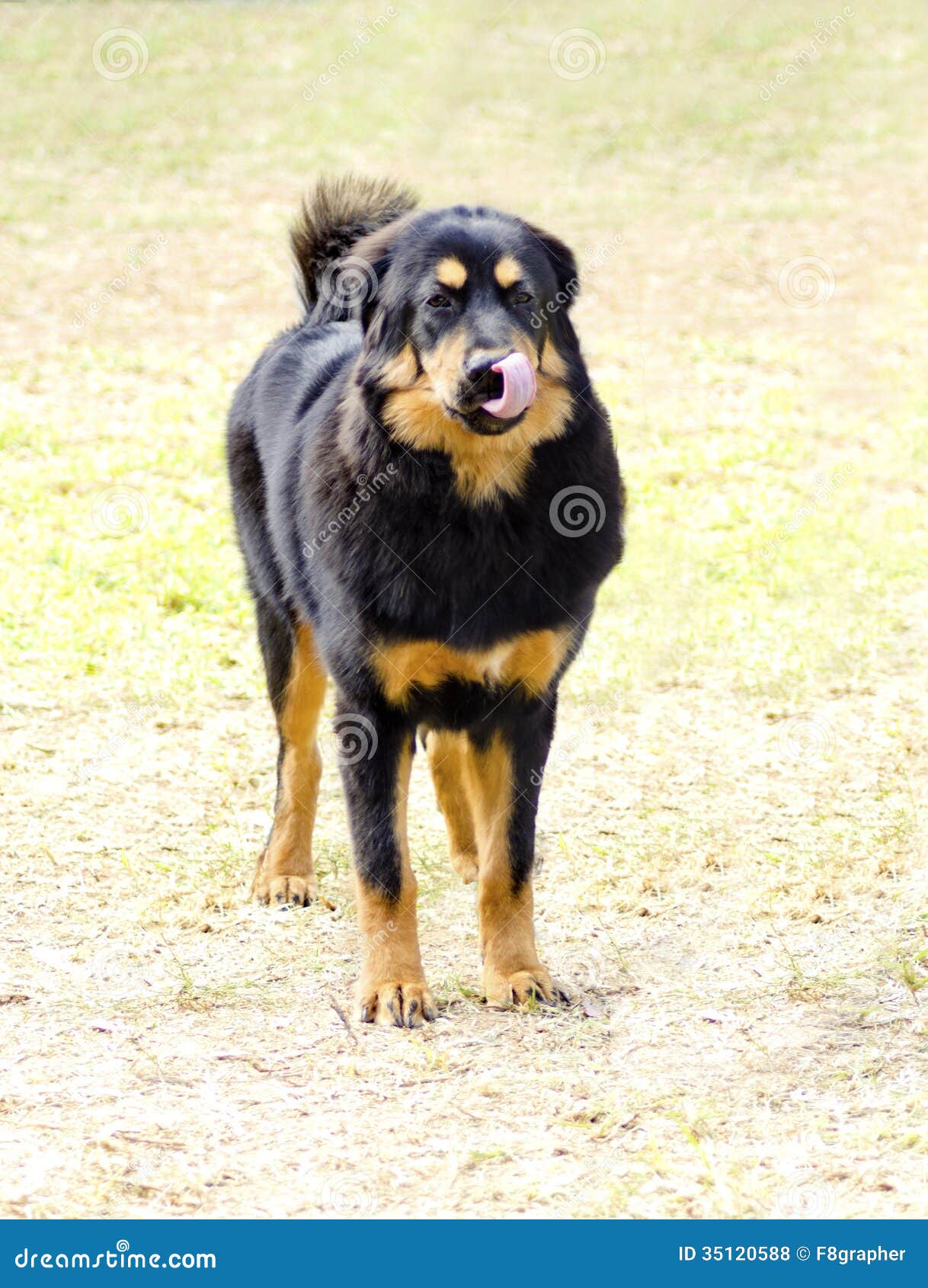 Tibetan Mastiff stock photo. Image of faithful, curled Tibetan Mastiff stock photo. Image of faithful, curled