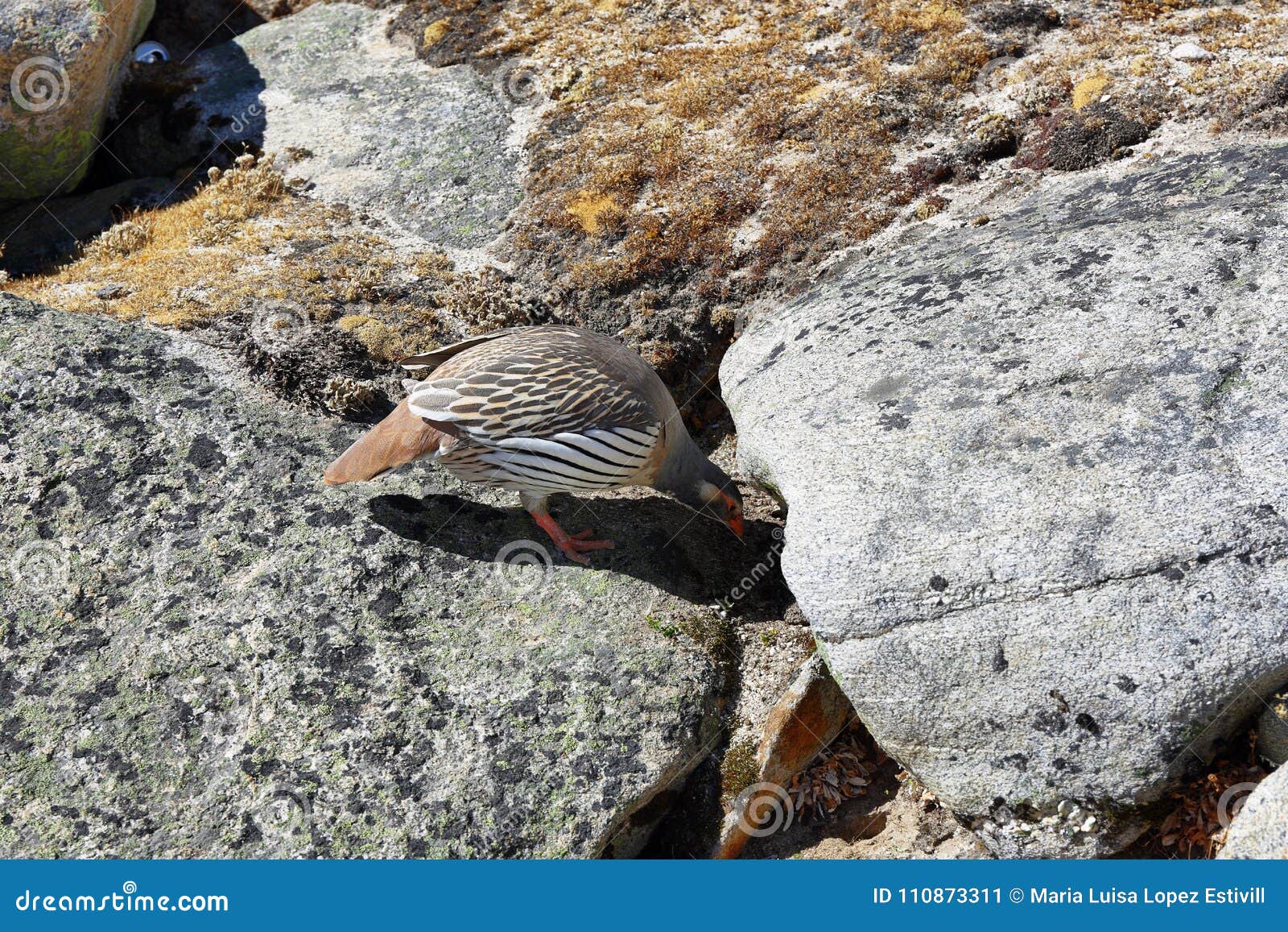 tibetan snowcock tetraogallus tibetanus, nepal