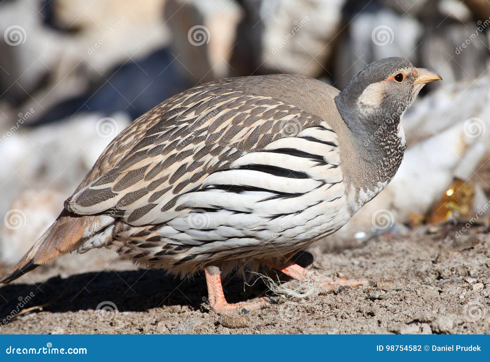 tibetan snowcock tetraogallus tibetanus