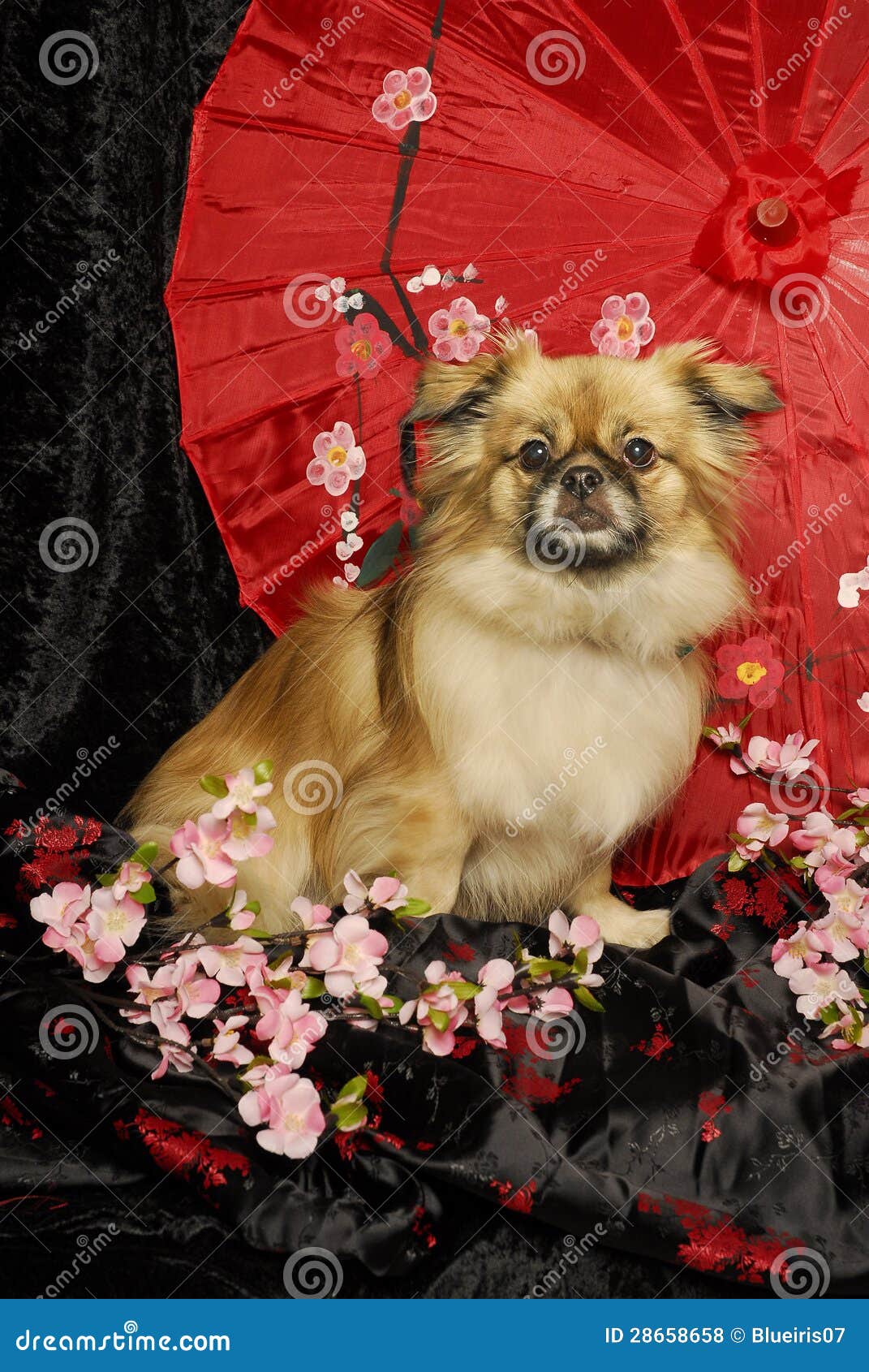 Tibetan Spaniel Umbrella Tibetan Spaniel Umbrella