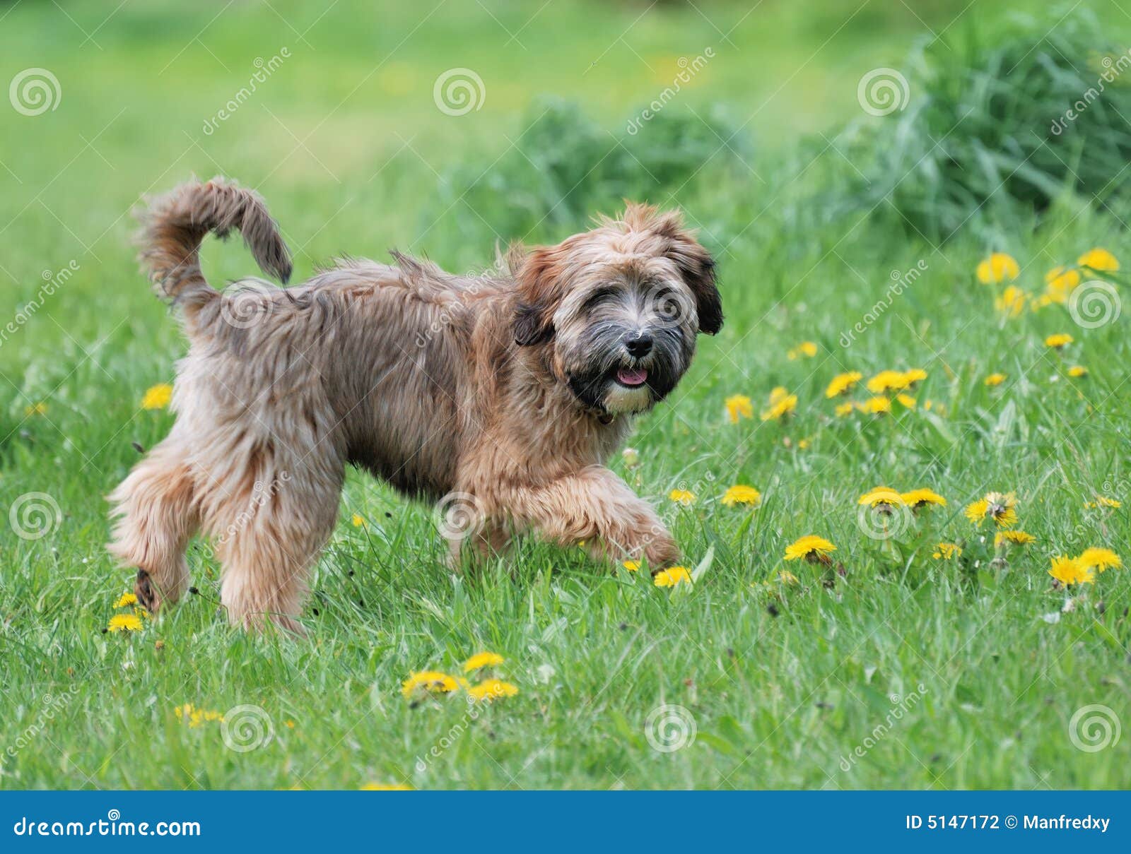 Tibetan terrier stock photo. Image of canine, cute, dandelions - 5147172