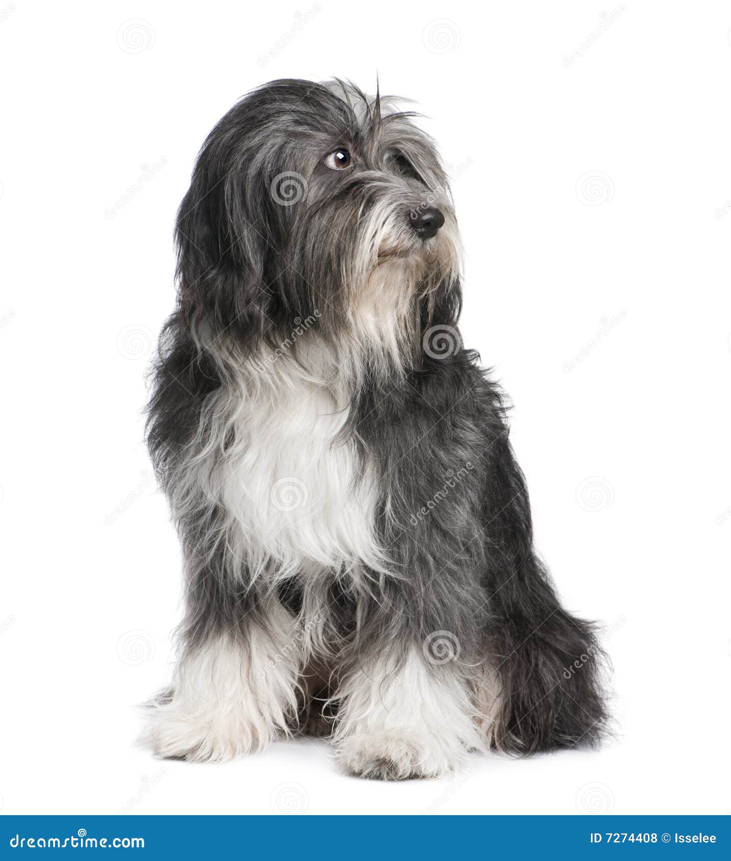 tibetan terrier (7 years)