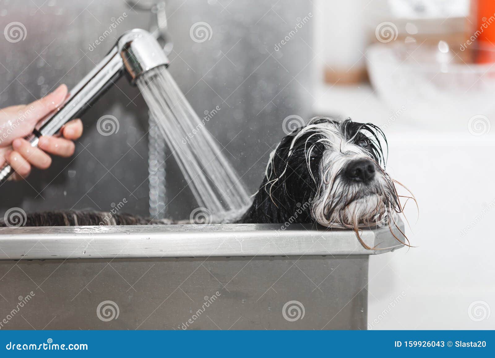 tibetan terrier dog getting washed at dog wash