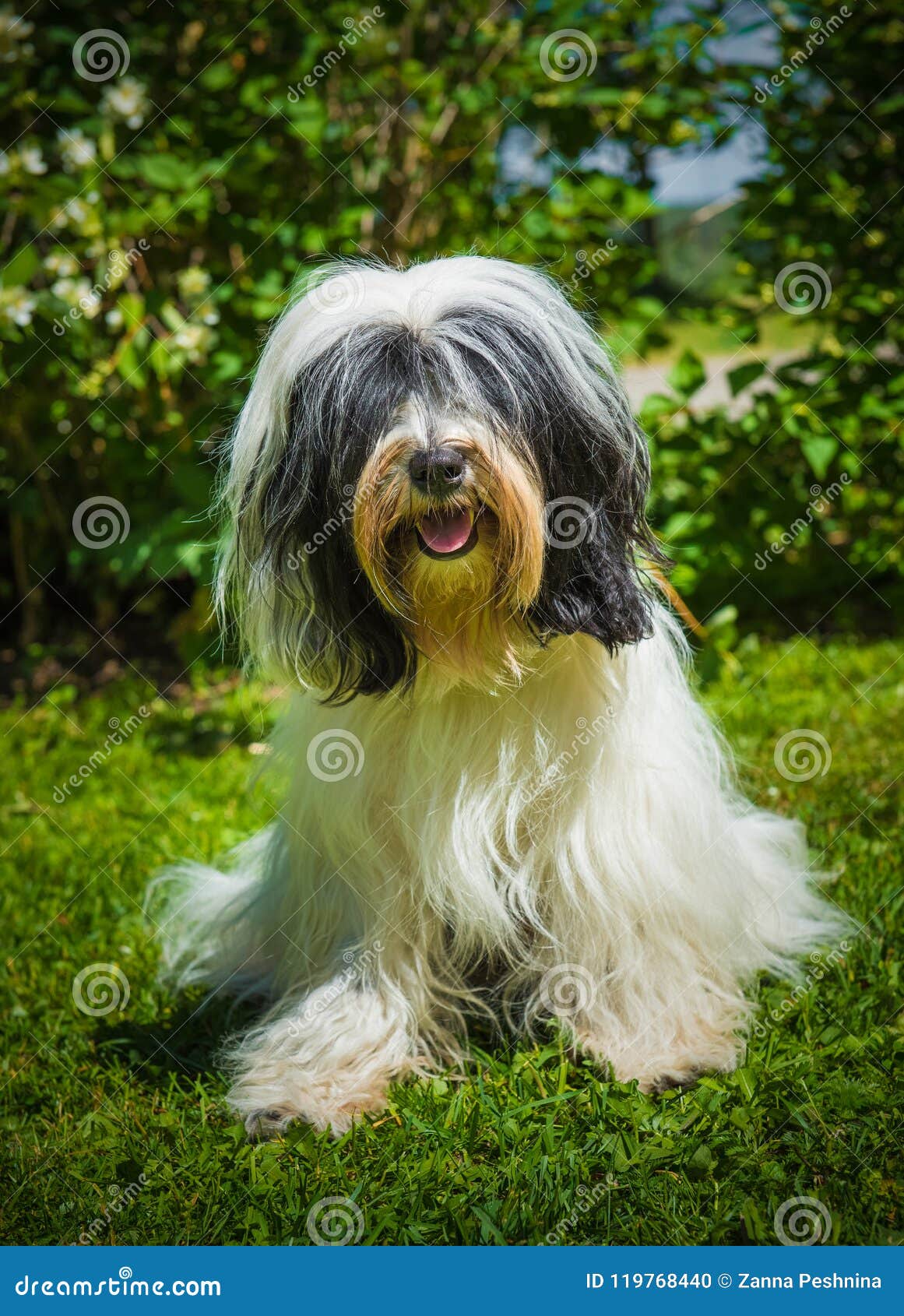 hairy terrier