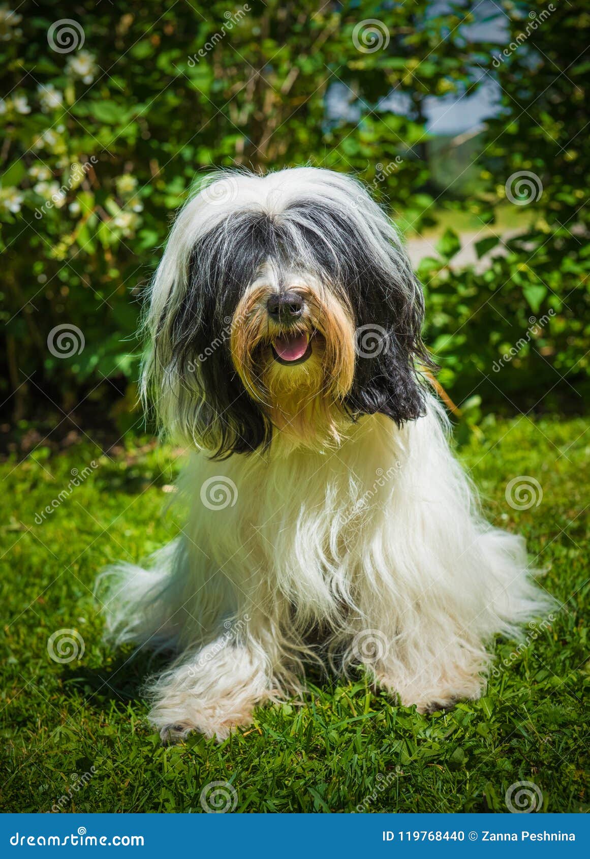 Tibetan Terrier Dog On Nature Stock 