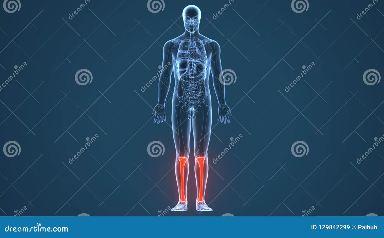 3d  of human skeleton tibia and fibula bones