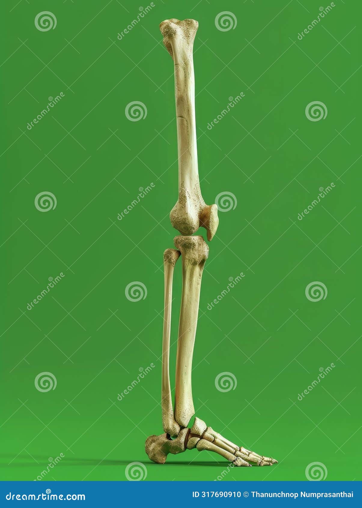 Tibia 3D Depiction Of The Tibia Stock Photo CartoonDealer 317690910 tibia-3d-depiction-of-the-tibia-stock-photo-cartoondealer-317690910