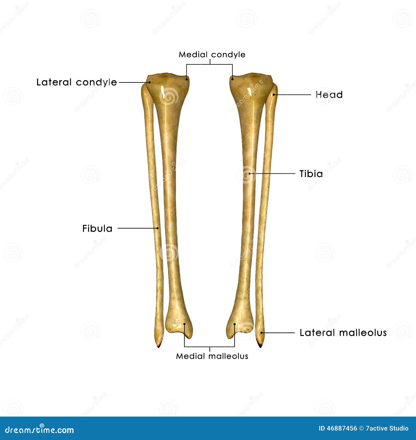 Tibia and Fibula 