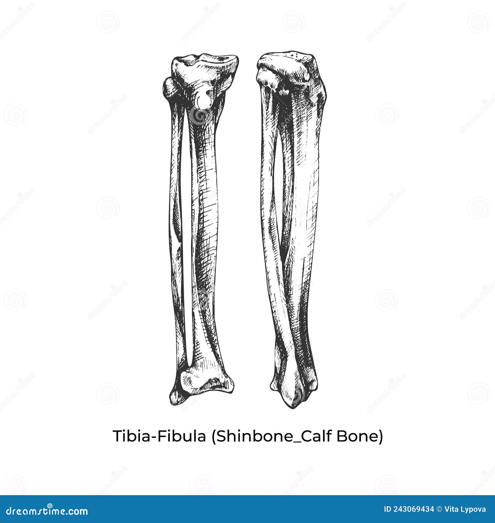 481_TibiaFibula Shinbone_Calf Bone Stock Vector Illustration of