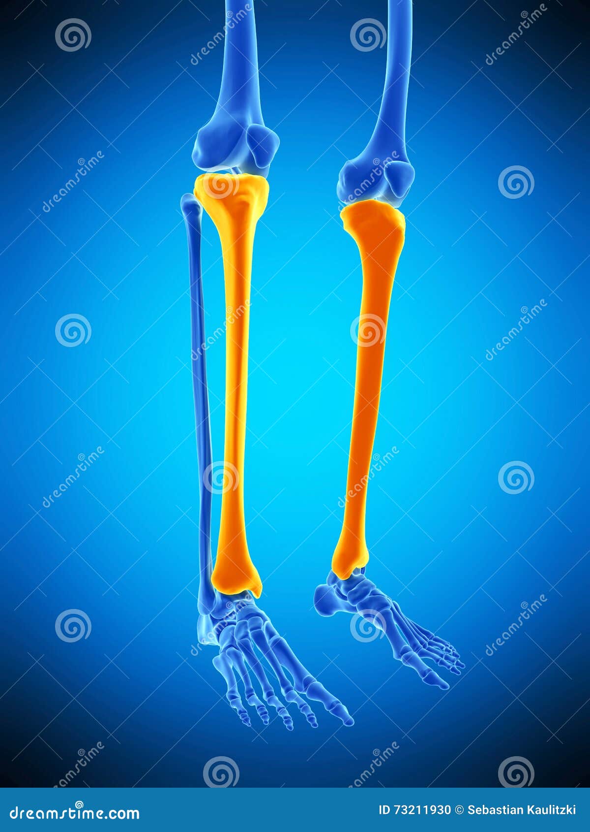 the tibia