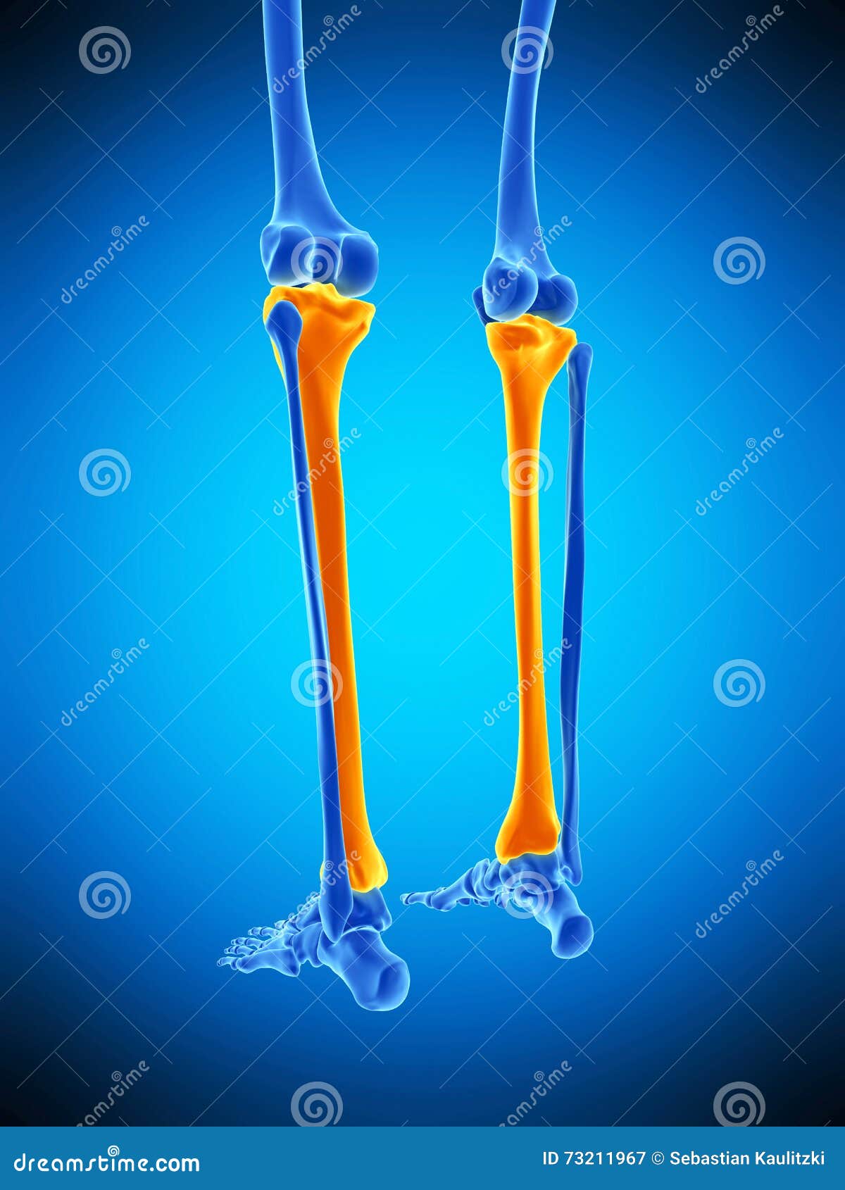 the tibia