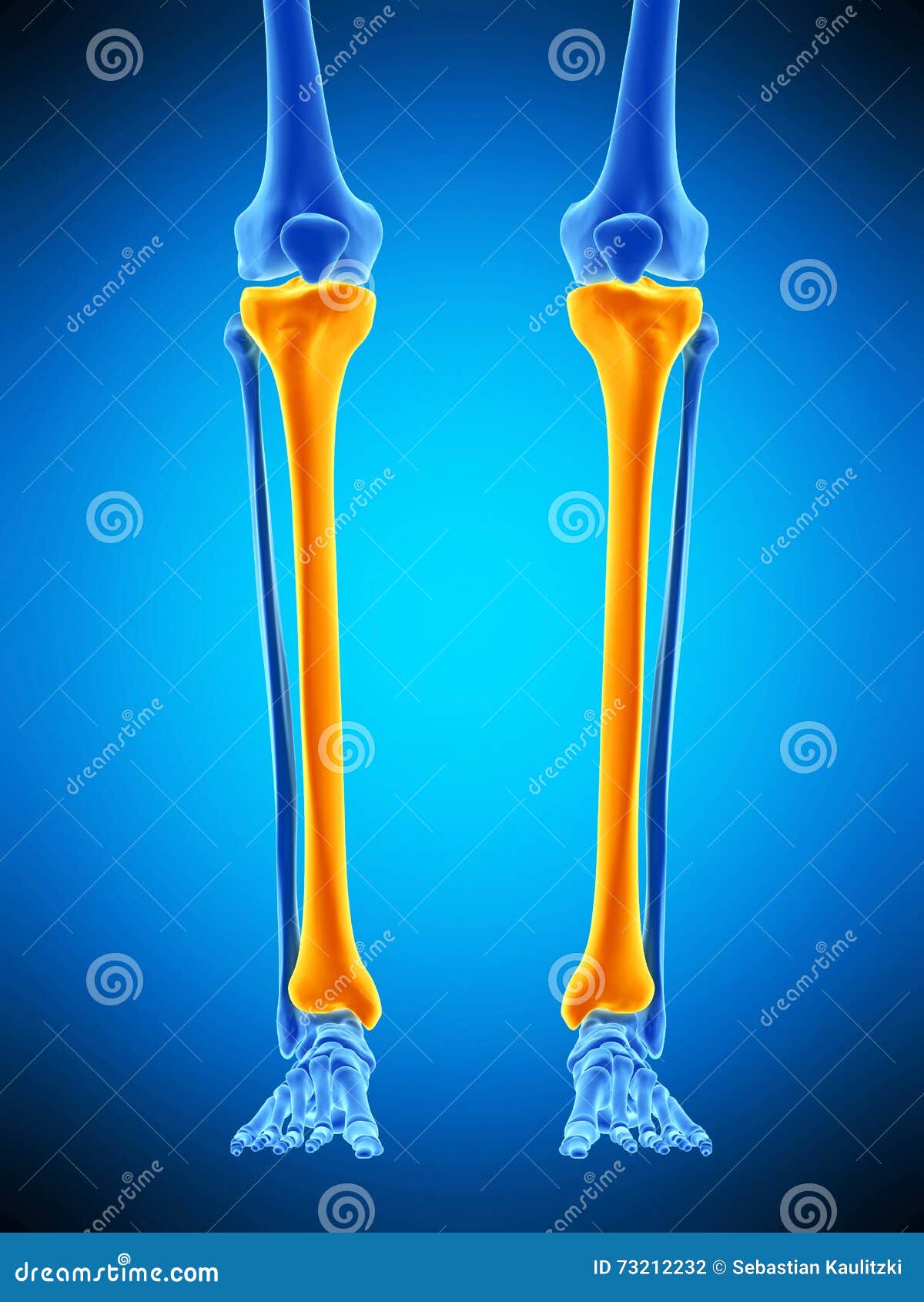 the tibia