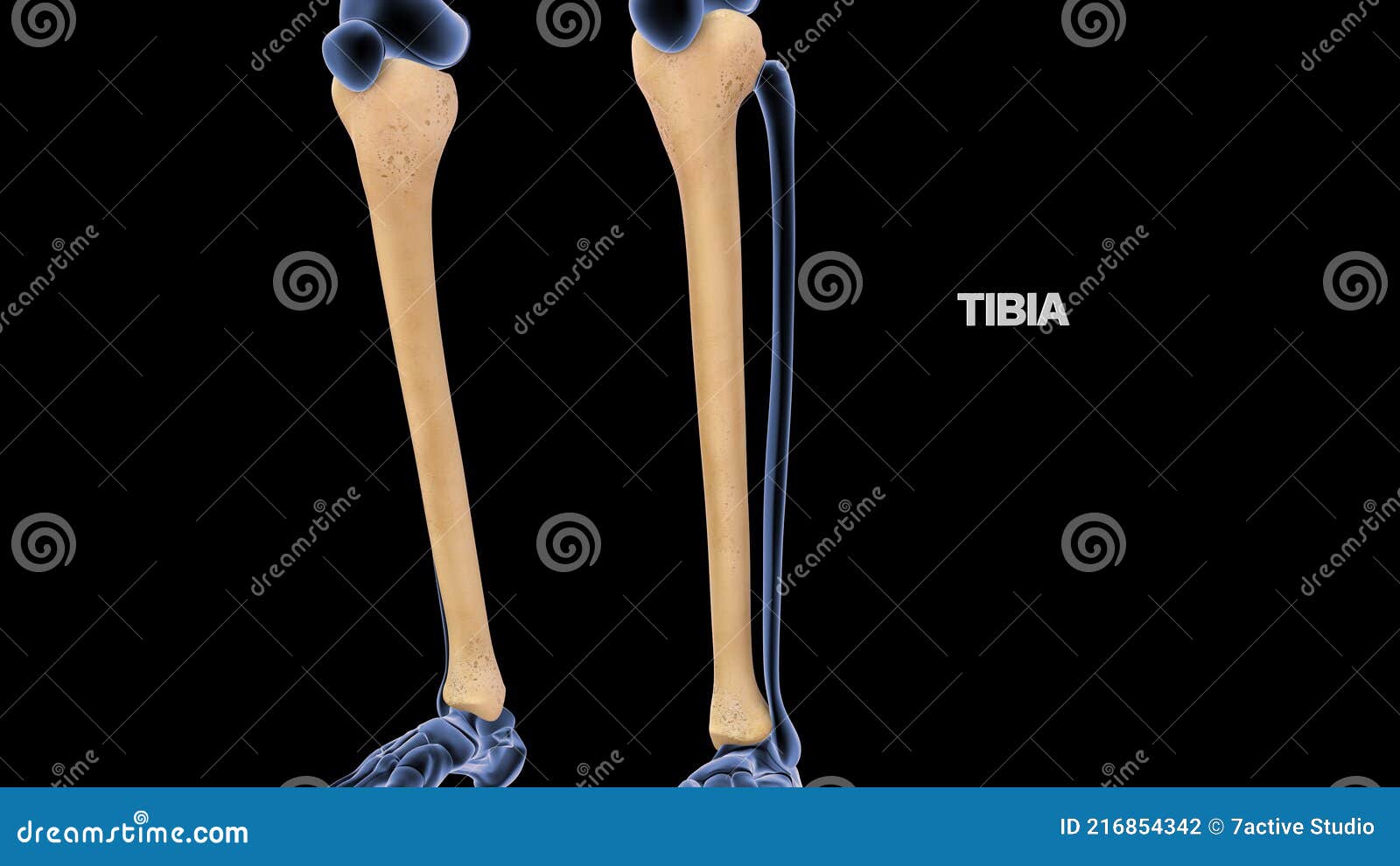 human lower limb bone tibia
