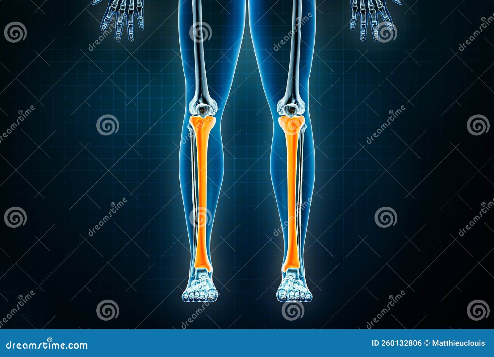 tibia or shinbone x-ray front or anterior view. osteology of the human skeleton, leg or lower limb bones 3d rendering 