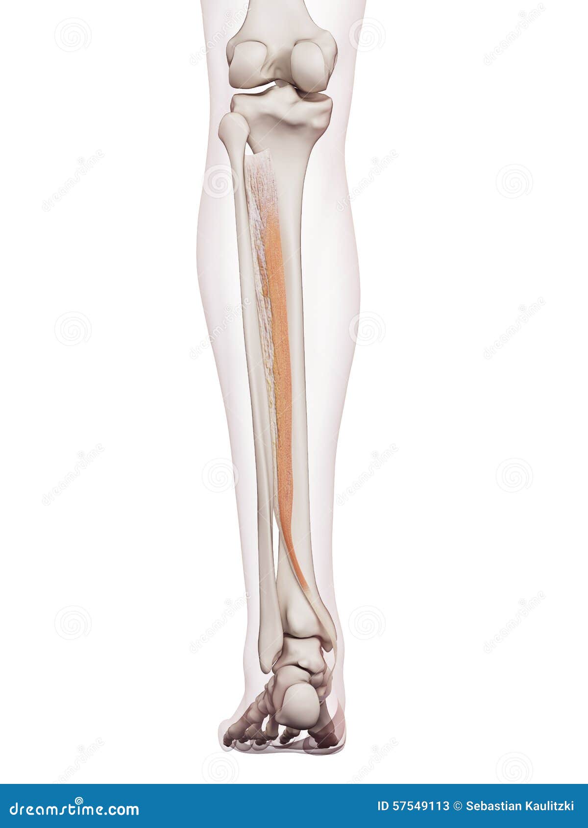 Posterior Leg Anatomy Stock Illustrations – 381 Posterior Leg Anatomy Stock  Illustrations, Vectors & Clipart - Dreamstime