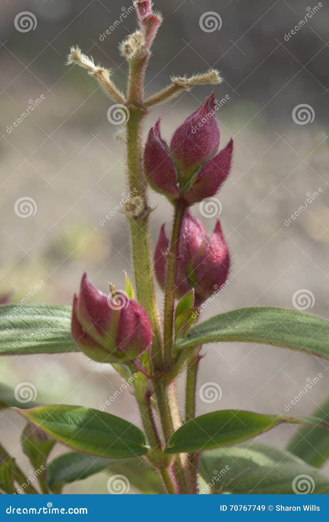 tibouchina urvilleana flower buds