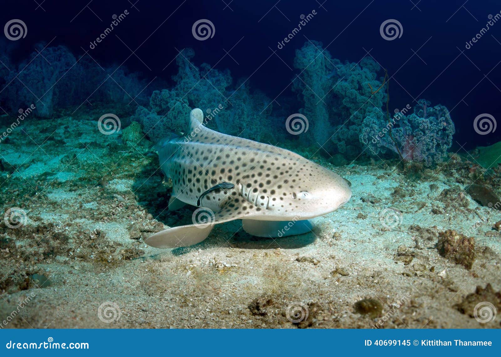 Tiburón del leopardo