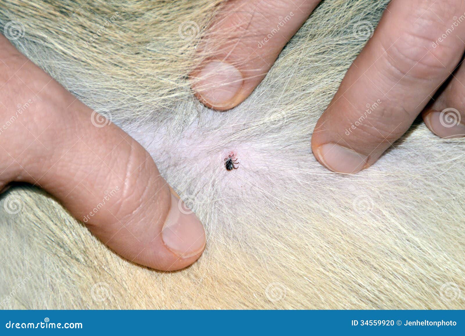 Tick attached to Dog stock photo. Image of parasitic - 34559920
