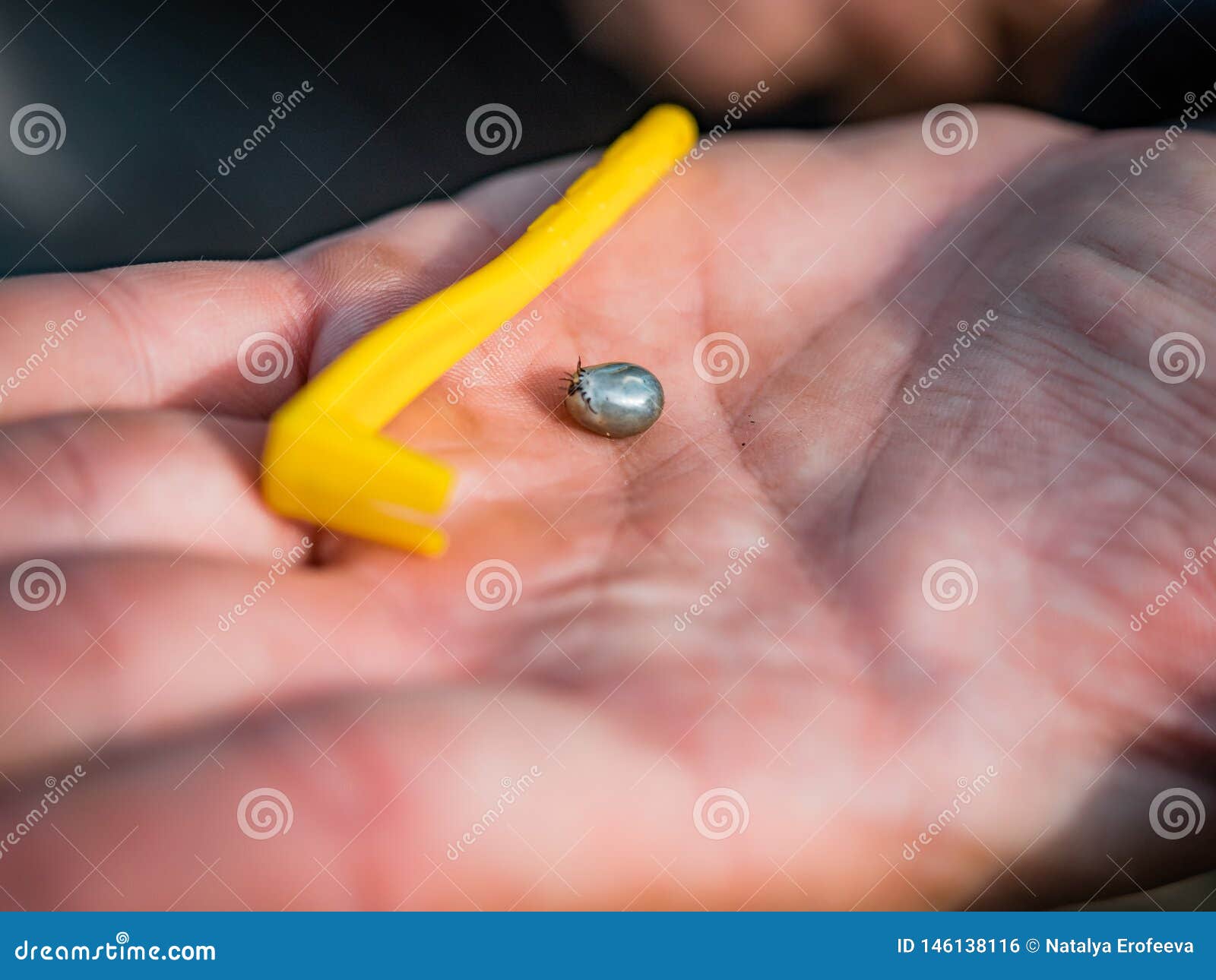 engorged tick engorged tick