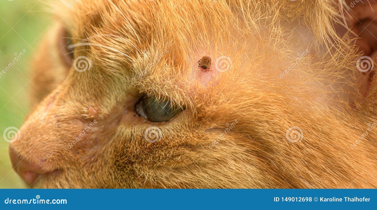 Tick On A Cats Head Cat Meme Stock Pictures And Photos