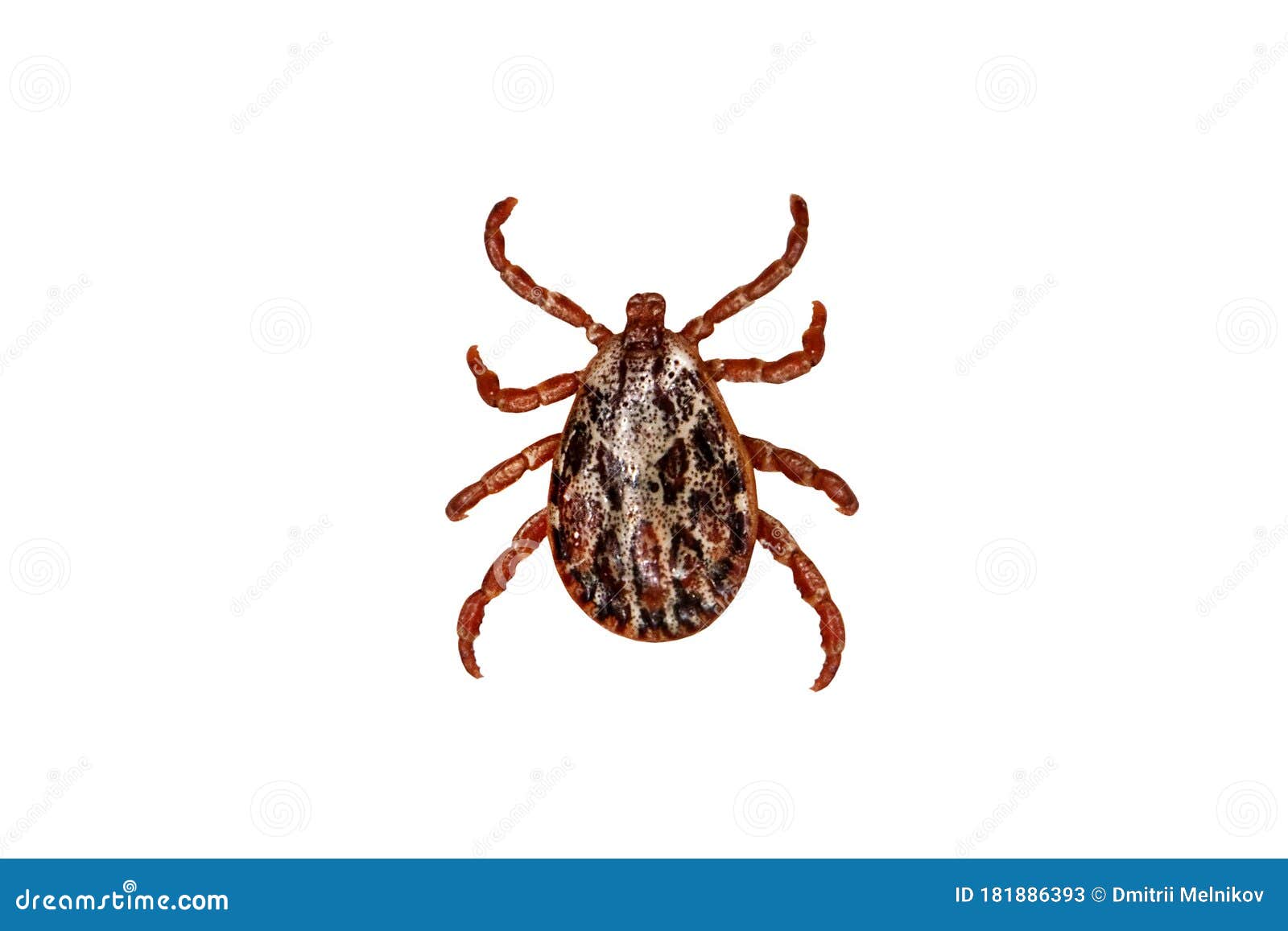 tick  over white background. tick is the common name for the small arachnids in superfamily ixodoidea that, along with