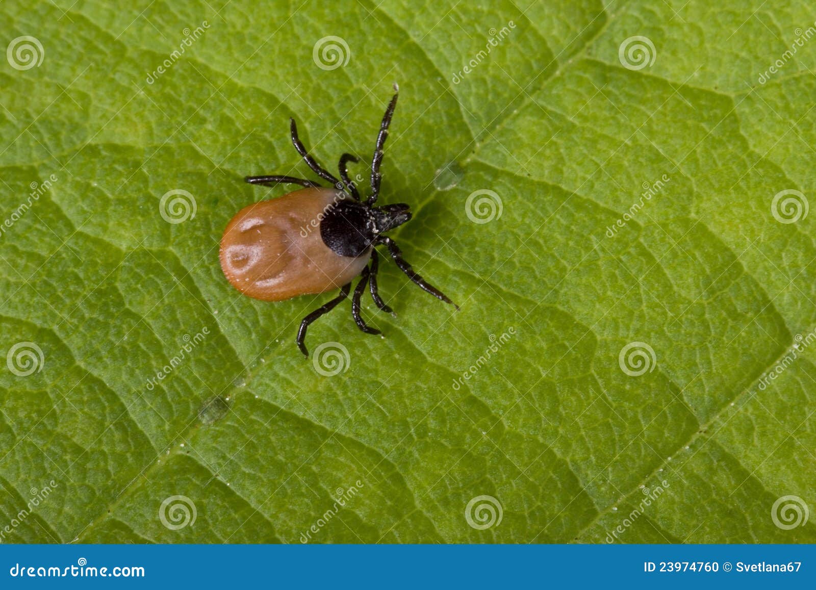 Tick on leaf stock photo. Image of ixodes, ixodid, closeup 23974760