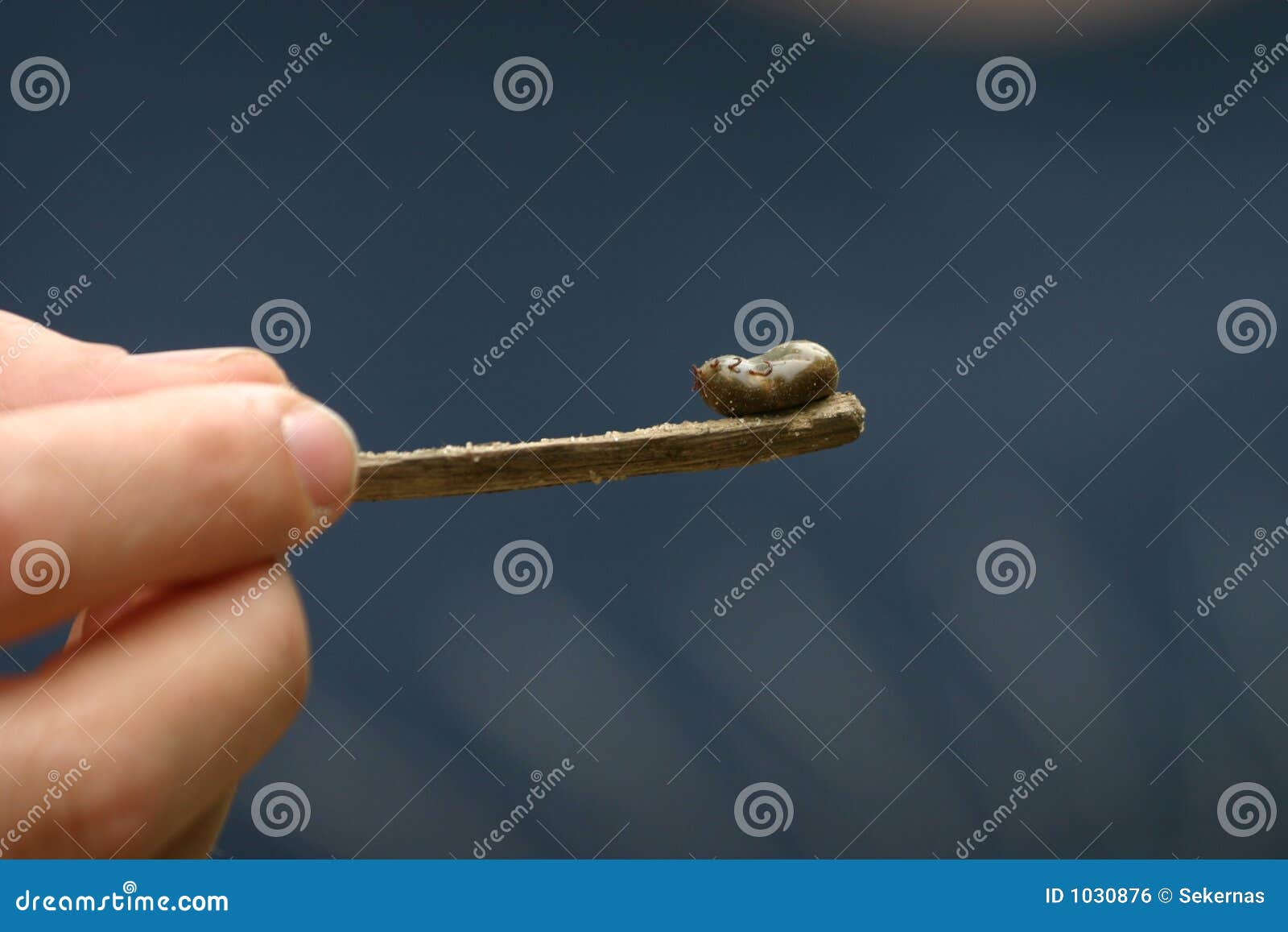 Tick on stick stock photo. Image of bugs, parasites, fingers 1030876